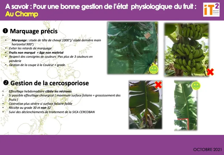 Gestion des Maladies de Conservation (MDC) de la banane (FT_IT2_2021_GME_AFFICHE-MAITRISE-PHYSIOLOGIE-AU-CHAMPS)