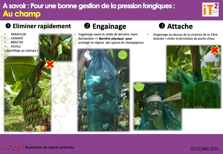 Gestion des Maladies de Conservation (MDC) de la banane (FT_IT2_2021_GME_AFFICHE-MAITRISE-PRESSION-FONGIQUE-AU-CHAMP)